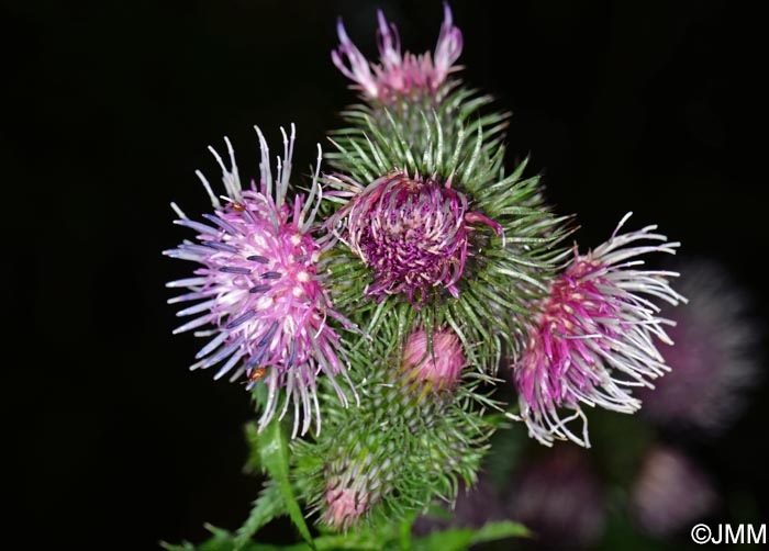 Carduus personata