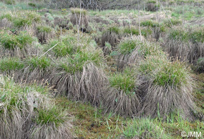 Carex appropinquata