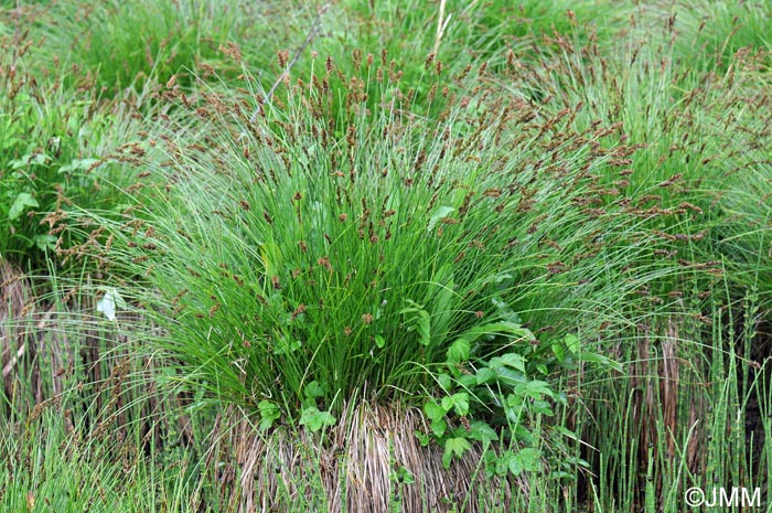 Carex appropinquata