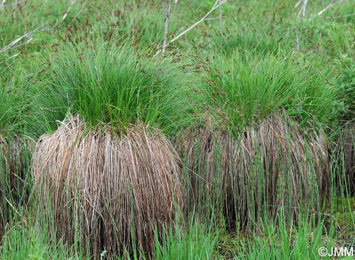 Carex appropinquata