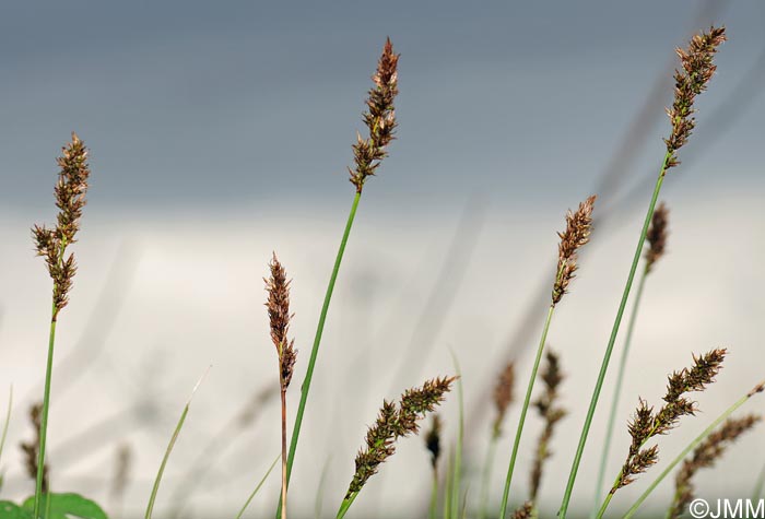 Carex appropinquata