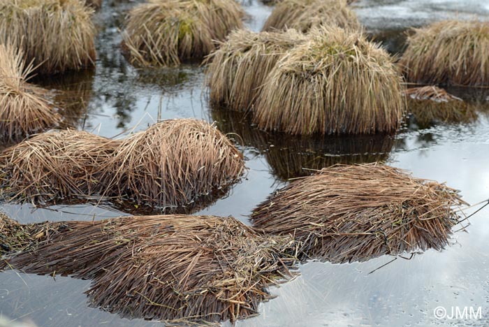 Carex cespitosa