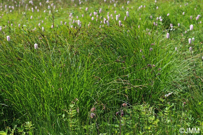 Carex cespitosa