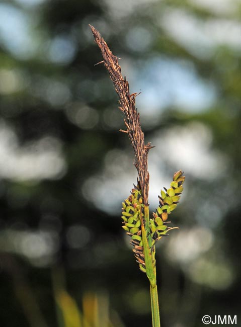 Carex cespitosa