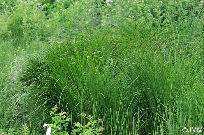 Carex cespitosa