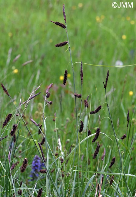 Carex flacca