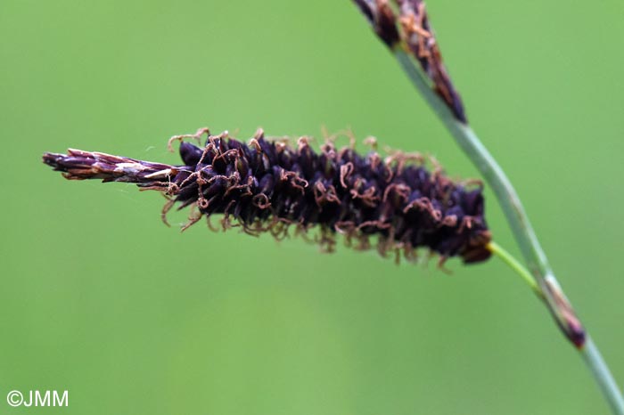 Carex flacca