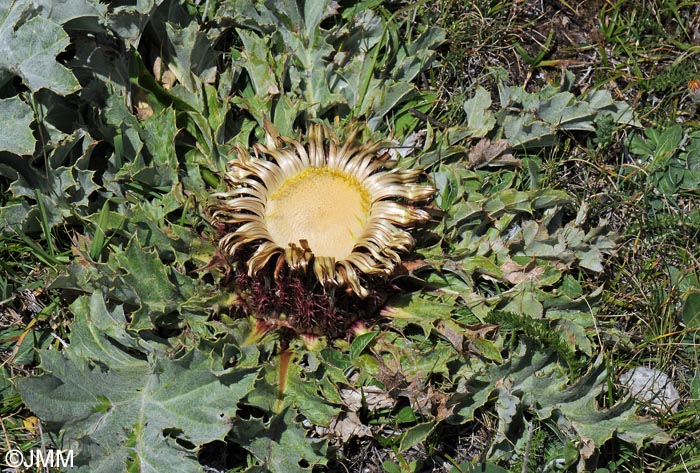 Carlina acanthifolia