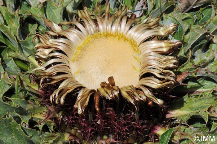 Carlina acanthifolia