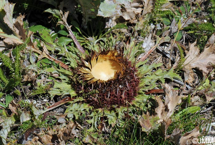 Carlina acanthifolia