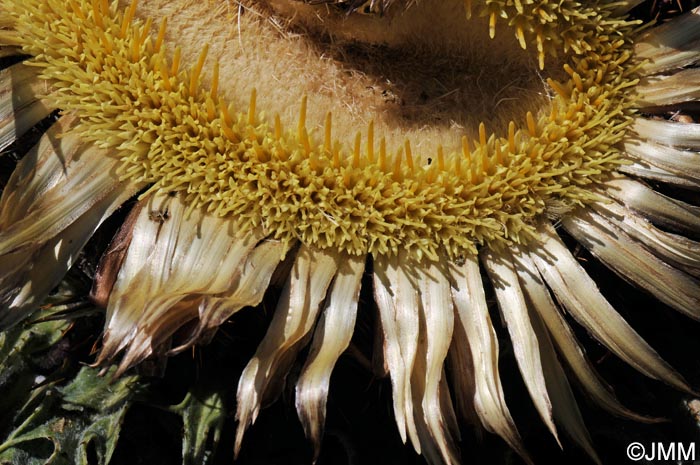 Carlina acanthifolia