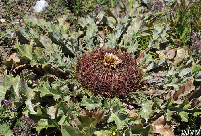 Carlina acanthifolia