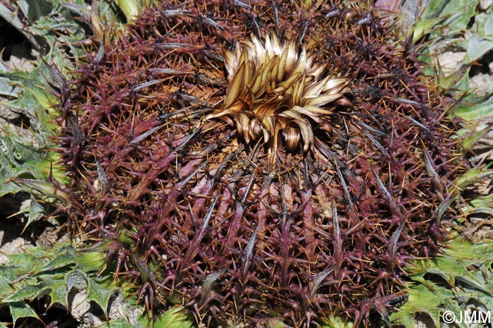 Carlina acanthifolia