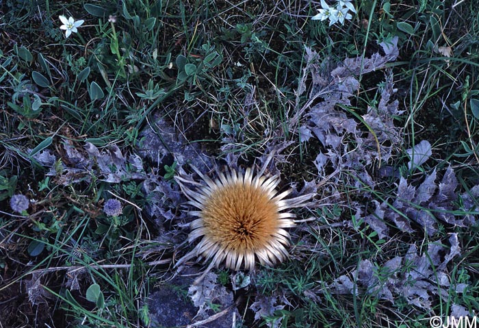 Carlina acanthifolia subsp. acanthifolia