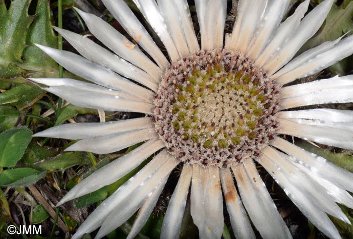 Carlina acaulis subsp. acaulis