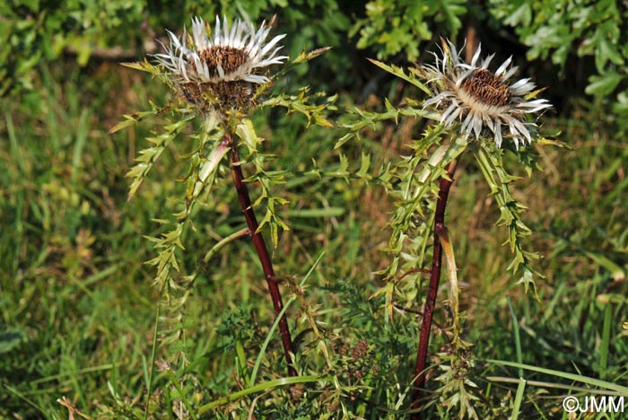 Carlina acaulis subsp. caulescens