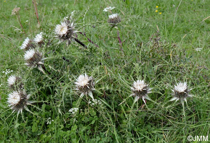 Carlina acaulis subsp. caulescens