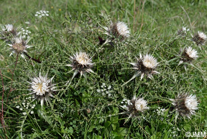 Carlina acaulis subsp. caulescens