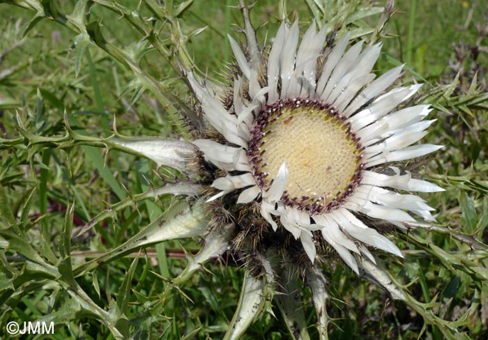 Carlina acaulis subsp. caulescens