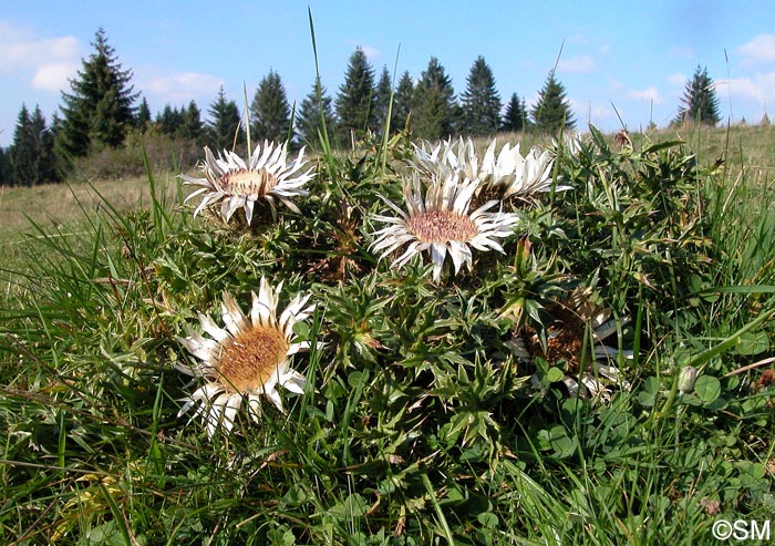 Carlina acaulis subsp. caulescens