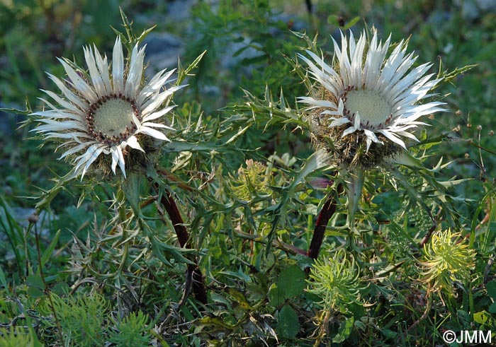 Carlina acaulis subsp. caulescens