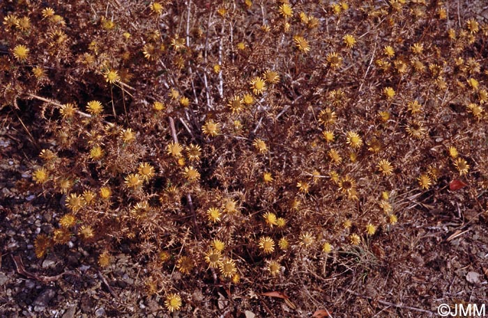 Carlina hispanica = Carlina hispanica subsp. hispanica