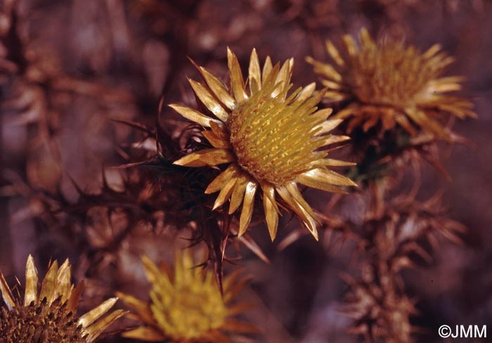 Carlina hispanica = Carlina hispanica subsp. hispanica