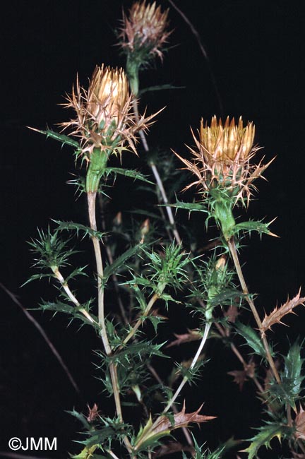 Carlina hispanica = Carlina hispanica subsp. hispanica