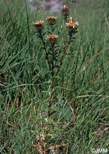 Carlina vulgaris