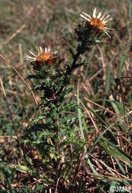 Carlina vulgaris