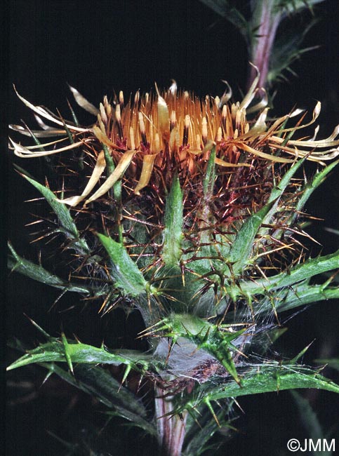 Carlina vulgaris