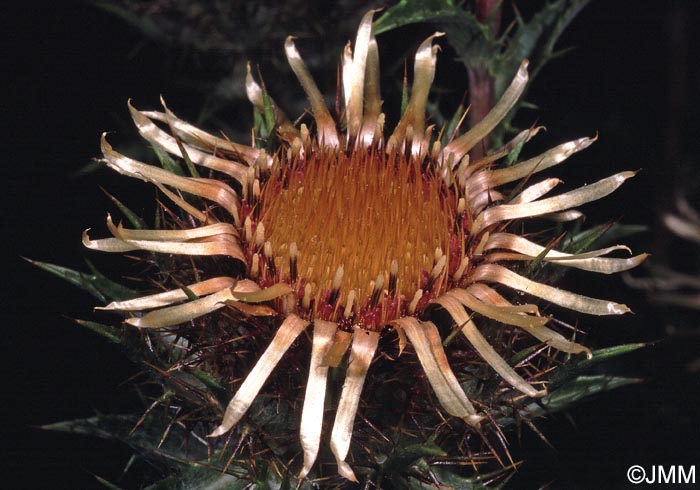 Carlina vulgaris