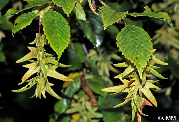 Carpinus betulus