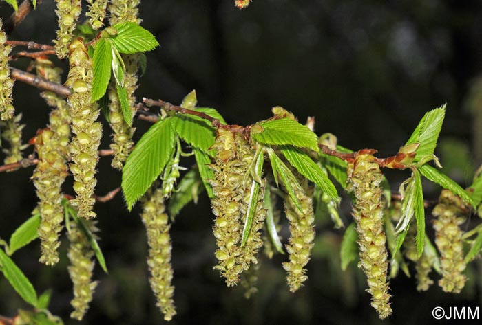 Carpinus betulus