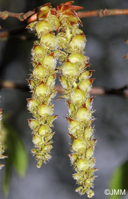 Carpinus betulus