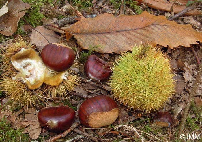 Castanea sativa