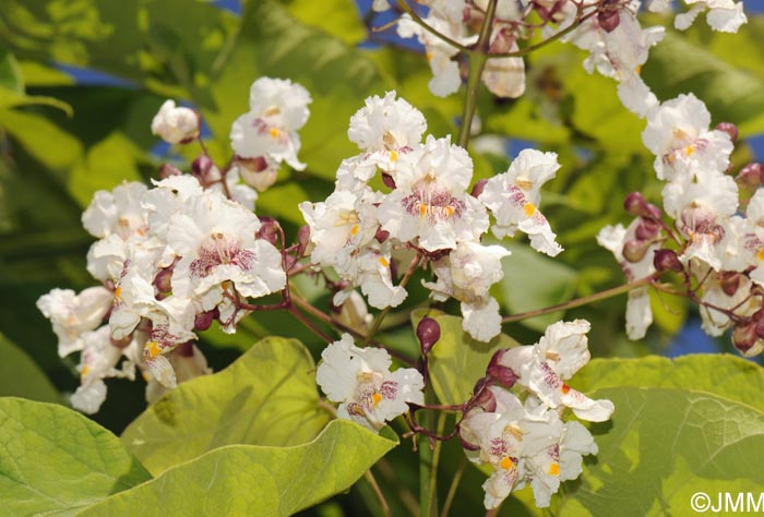 Catalpa bignonioides