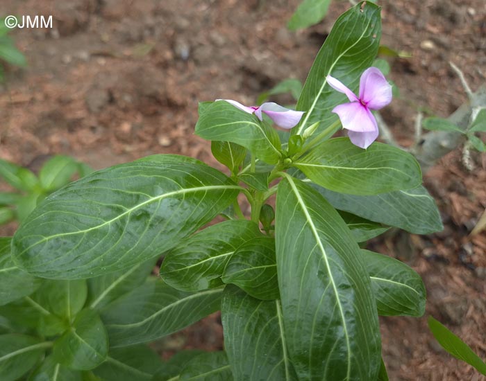 Catharanthus roseus