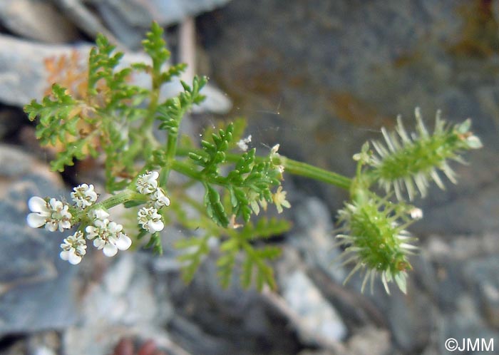 Caucalis platycarpos