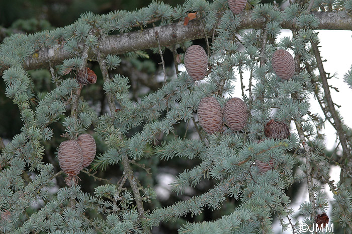 Cedrus atlantica