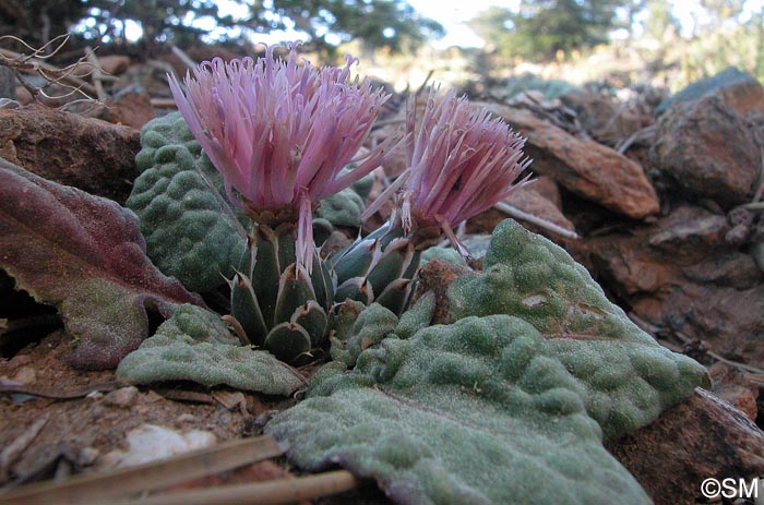 Centaurea aegialophila