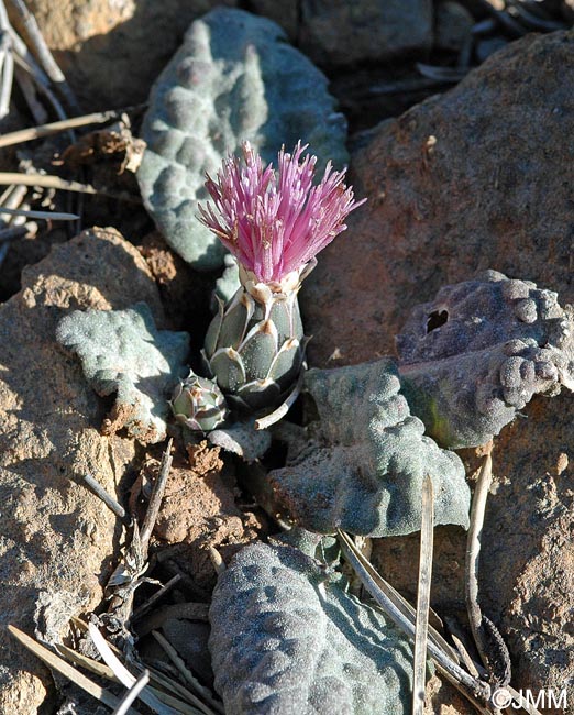 Centaurea aegialophila