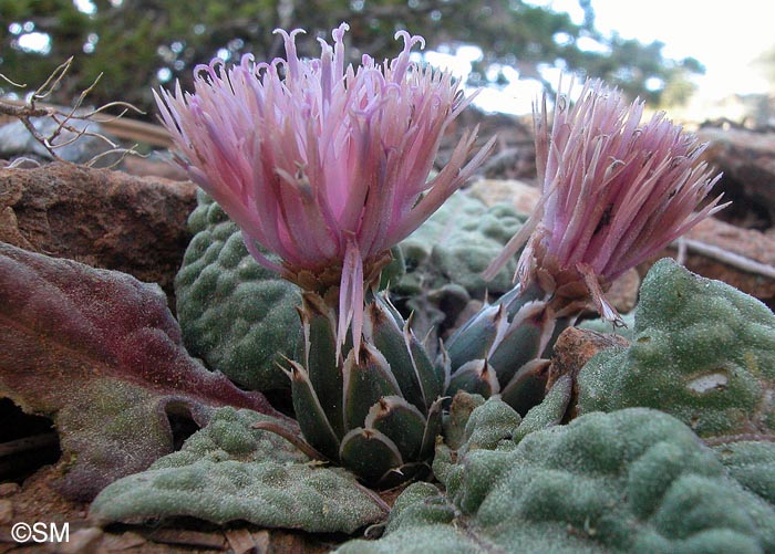 Centaurea aegialophila