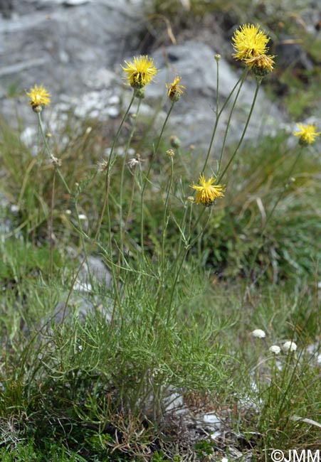 Centaurea arachnoidea subsp. montis-ferrati