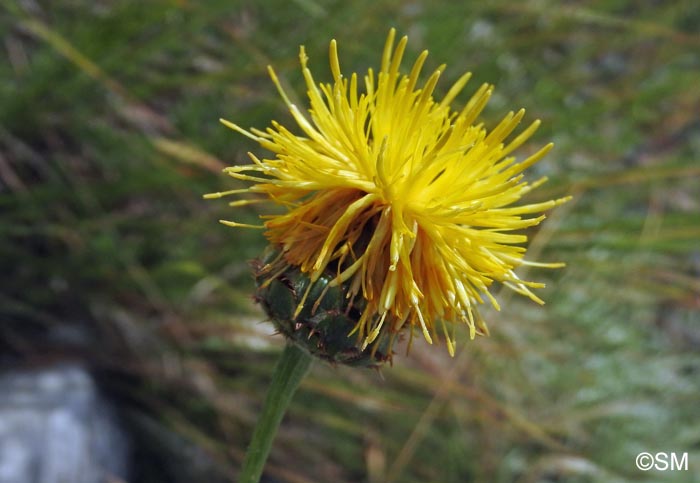 Centaurea arachnoidea subsp. montis-ferrati