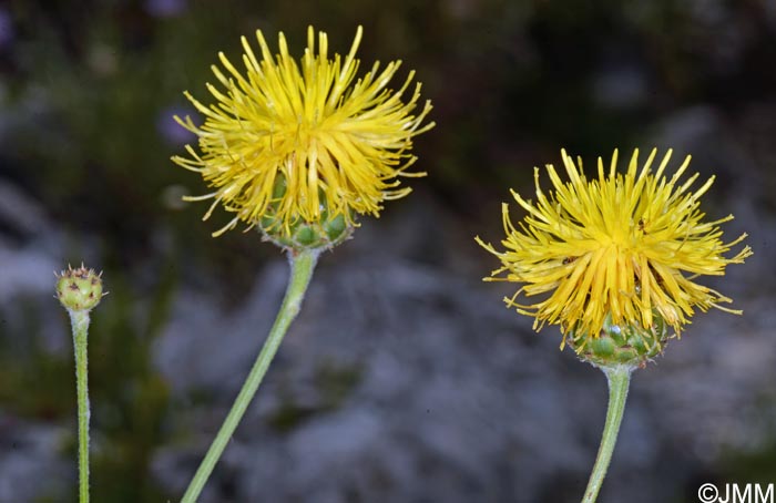 Centaurea arachnoidea subsp. montis-ferrati