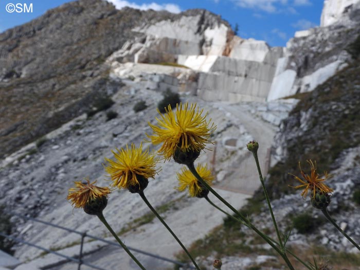 Centaurea arachnoidea subsp. montis-ferrati