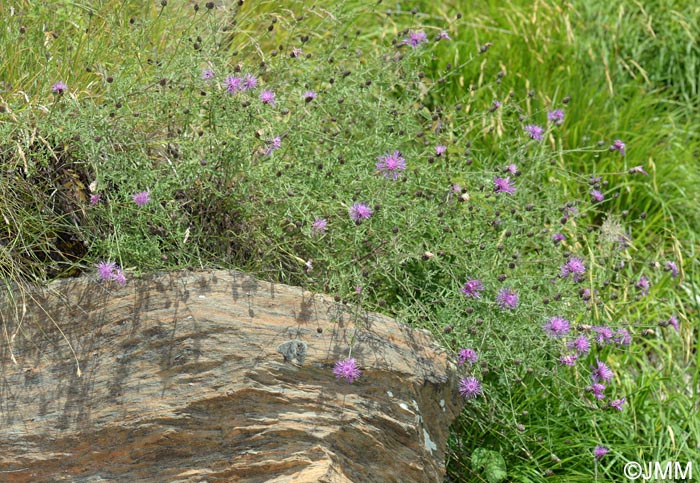 Centaurea arrigonii