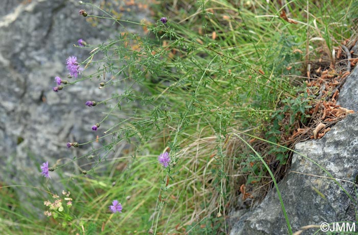 Centaurea arrigonii