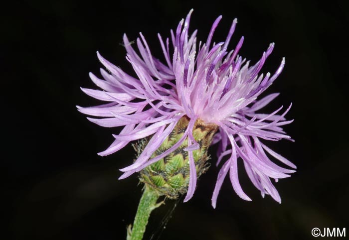 Centaurea arrigonii